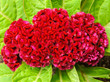 Red cockscomb flower close up