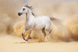 arab stallion in desert