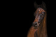 Arabian foal on a black background