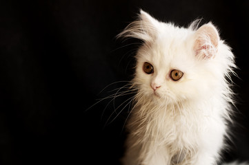  Adorable white Persian kitten