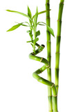 Fototapeta Sypialnia - bamboo - three stalks
