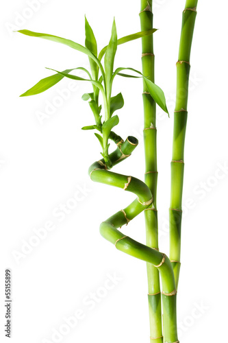 Fototapeta na wymiar bamboo - three stalks