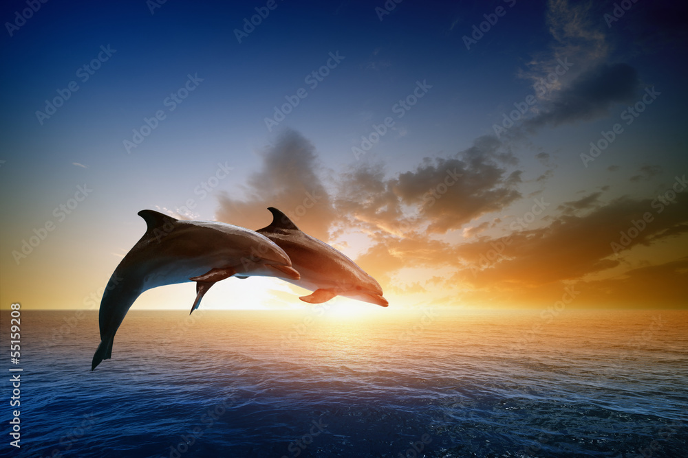 Dolphins jumping - obrazy, fototapety, plakaty 