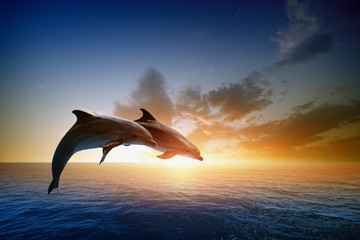 Wall Mural - Dolphins jumping