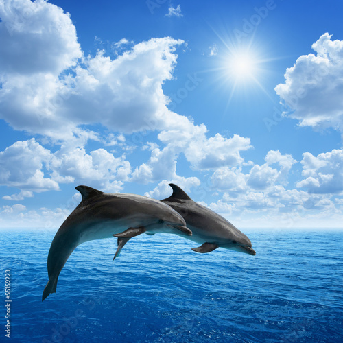 Obraz w ramie Dolphins jumping