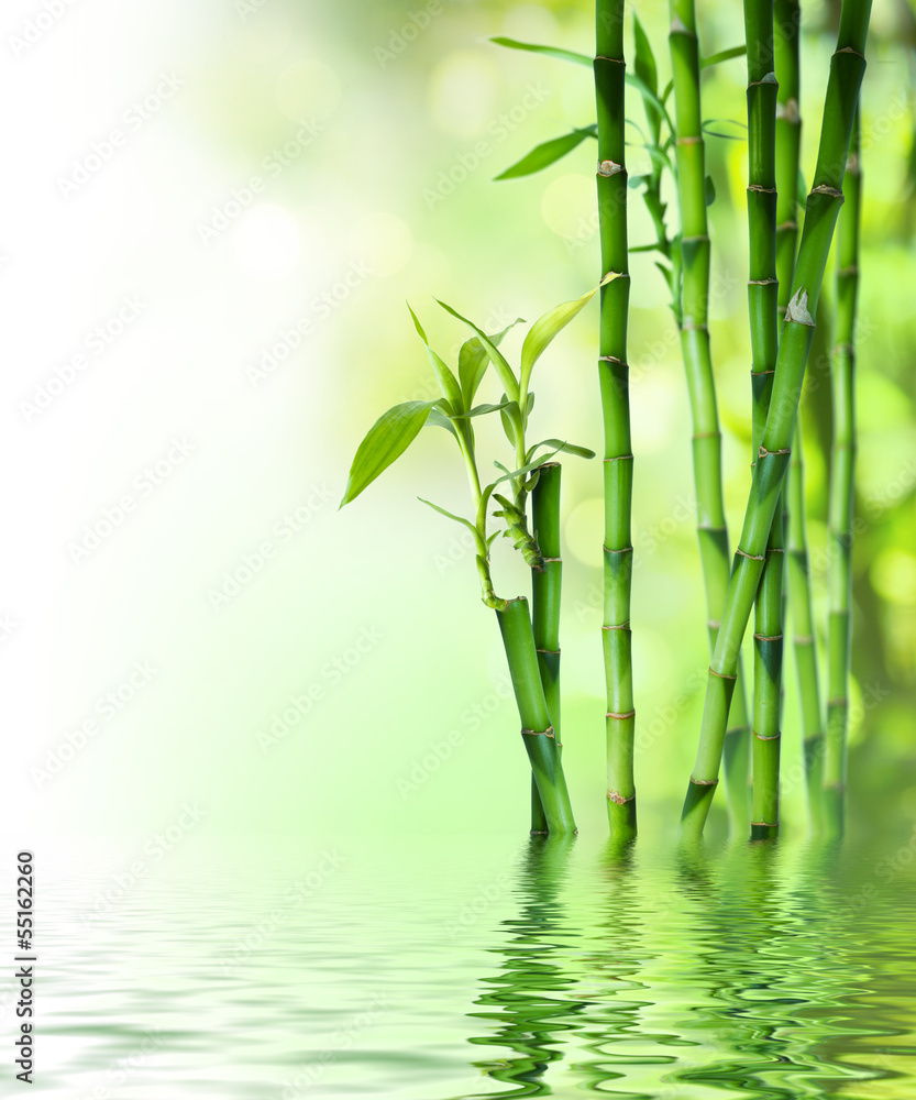 bamboo stalks on water - obrazy, fototapety, plakaty 