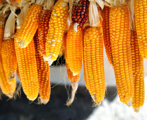 Dried corn