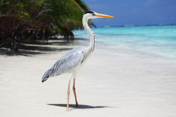 Wall Mural - Stork on the ocean