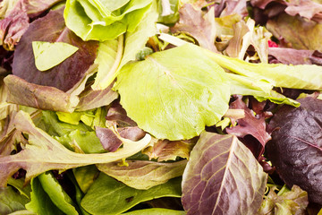 Wall Mural - Field Greens for Salad