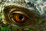 Fototapeta Na ścianę - iguana eye