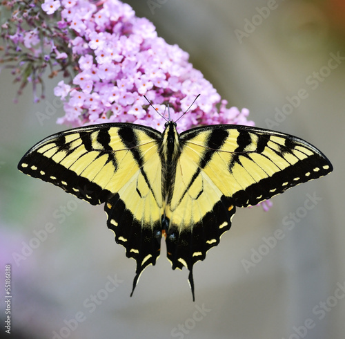 Tapeta ścienna Wschodni tygrys swallowtail motyl
