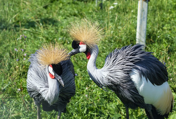 Black Crowned Crane