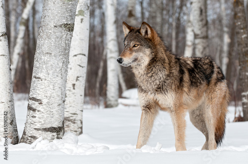 Board z aluminiowym obramowaniem Szary wilk (canis lupus) stoi w lewo