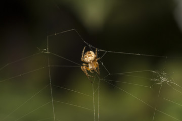Cross Spider