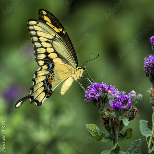 Tapeta ścienna Żółty swallowtail motyl