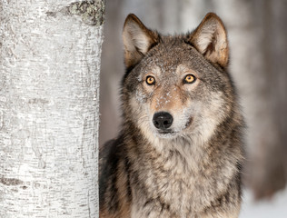 grey wolf (canis lupus) looks up