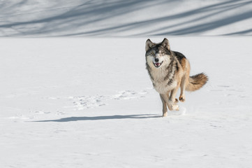 Wall Mural - grey wolf (canis lupus) comes running