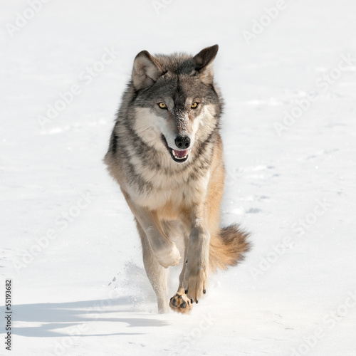Board z aluminiowym obramowaniem Szary wilk (canis lupus) biegnie prosto na widza