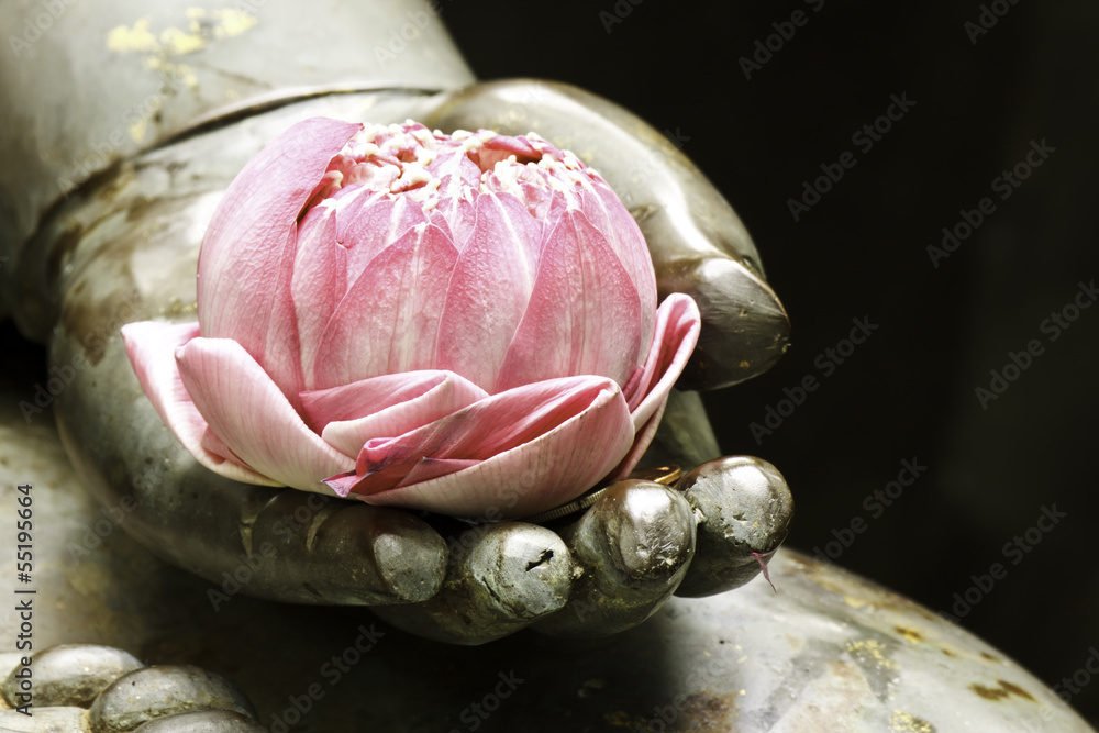 pink lotus in hand of buddha - obrazy, fototapety, plakaty 