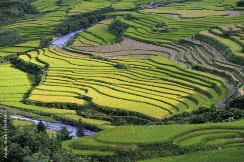 Obraz w ramie rice terraces in Sapa, Vietnam