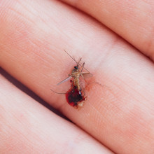 Dead Mosquito With Blood