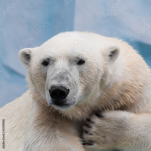 Board z aluminiowym obramowaniem Portret zbliżenie niedźwiedzia polarnego