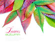 Colorful autumn leaves on white background with sample text