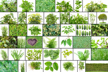 Wall Mural - only green color plants