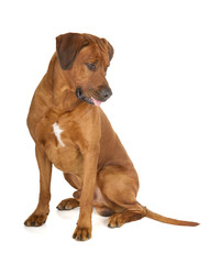 Rhodesian Ridgeback