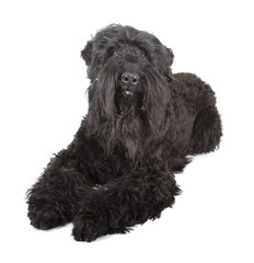 black russian terrier