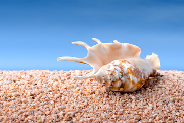 Seashell on a beach