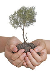 Wall Mural - Olive tree in hands as a gift