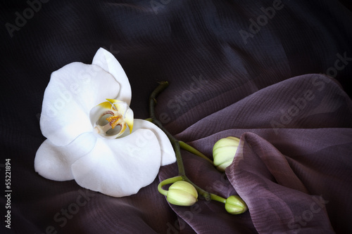 Board z aluminiowym obramowaniem Biała orchidea na blak i fioletowym symbolu silk.sophistication.