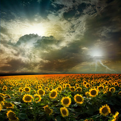 Canvas Print - sunflower