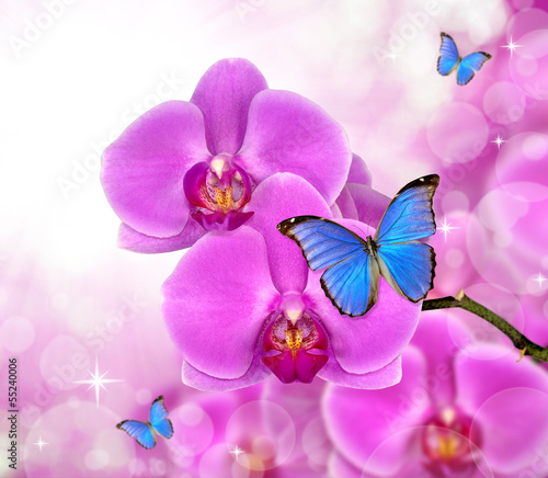 Board z aluminiowym obramowaniem Piękna purpurowa orchidea z morpho motyli