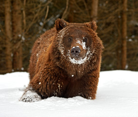 Wall Mural - brown bear