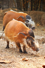 Wall Mural - Red river hog