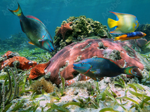 Naklejka na szybę Colorful coral reef with tropical fish
