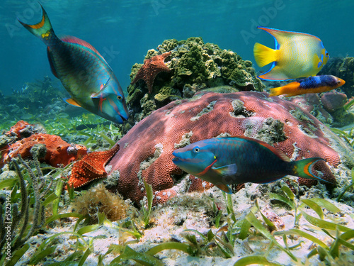 Naklejka na meble Colorful coral reef with tropical fish