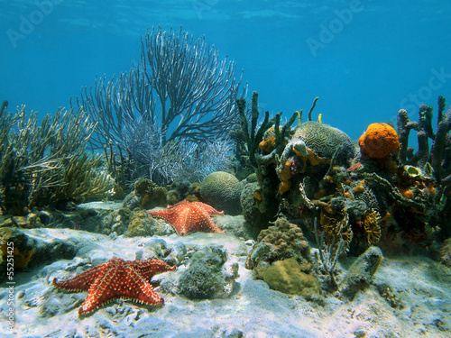 Naklejka dekoracyjna Coral with starfish under water