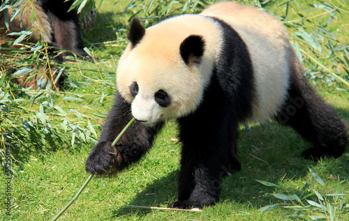 Board z aluminiowym obramowaniem Gigantyczne panda zoo jedzenie bambusa