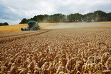 wheat harvesting
