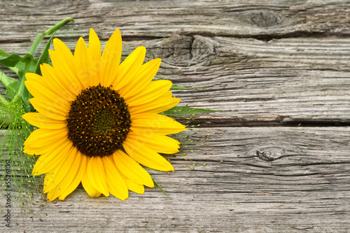 Naklejka - mata magnetyczna na lodówkę sunflower