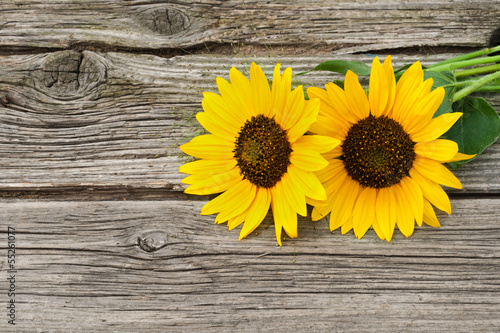 Naklejka ścienna sunflowers