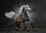 Fototapeta Konie - Gray arabian horse gallops on dark background