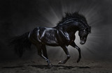 Fototapeta Konie - Black Andalusian stallion gallops