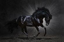 Black Andalusian Stallion Gallops