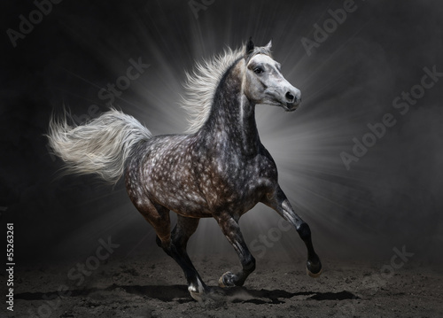 Obraz w ramie Gray arabian horse gallops on dark background