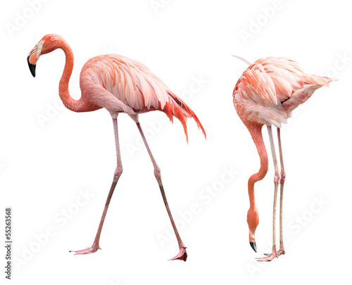 Plakat na papierze fotorealistycznym Dwa flamingi