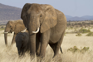 Group of elephants on the move